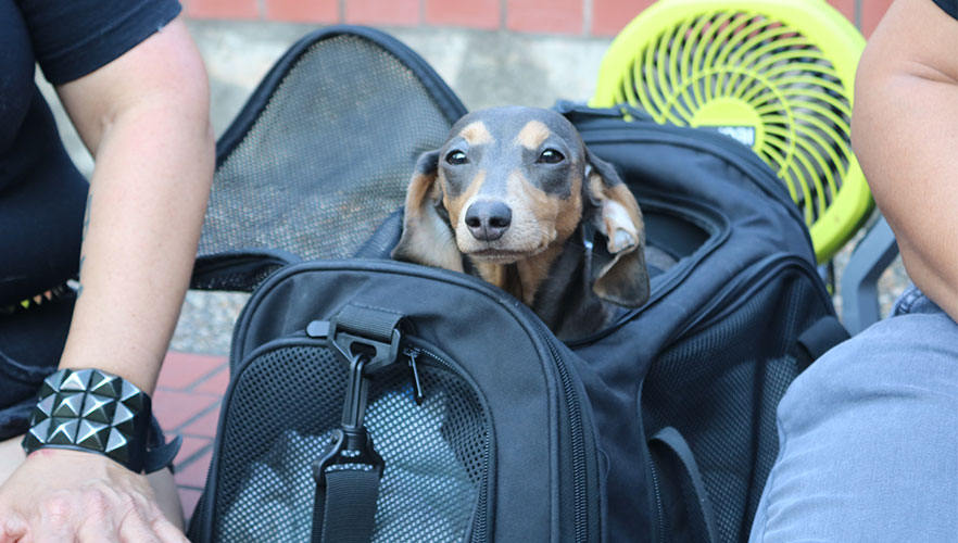 Dog in carrier