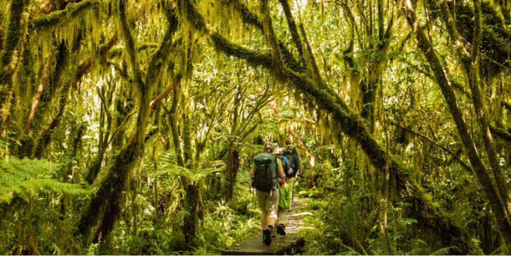 A trail surrounded by mossy trees